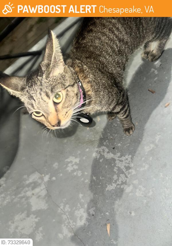 Found/Stray Unknown Cat last seen Pinta drive, Chesapeake, VA 23321