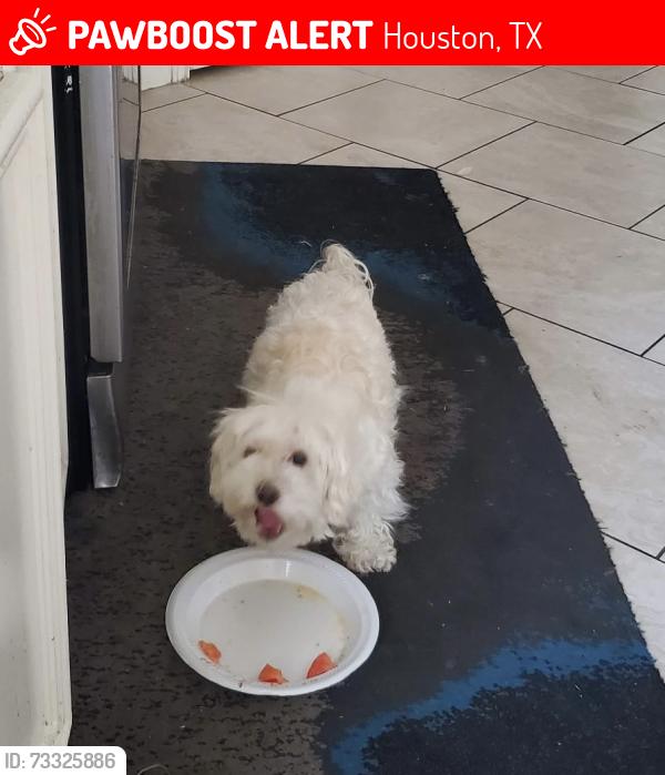 Lost Female Dog last seen Near Veridian Grove Dr. Houston, TX 77072, Houston, TX 77072