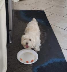 Lost Female Dog last seen Near Veridian Grove Dr. Houston, TX 77072, Houston, TX 77072