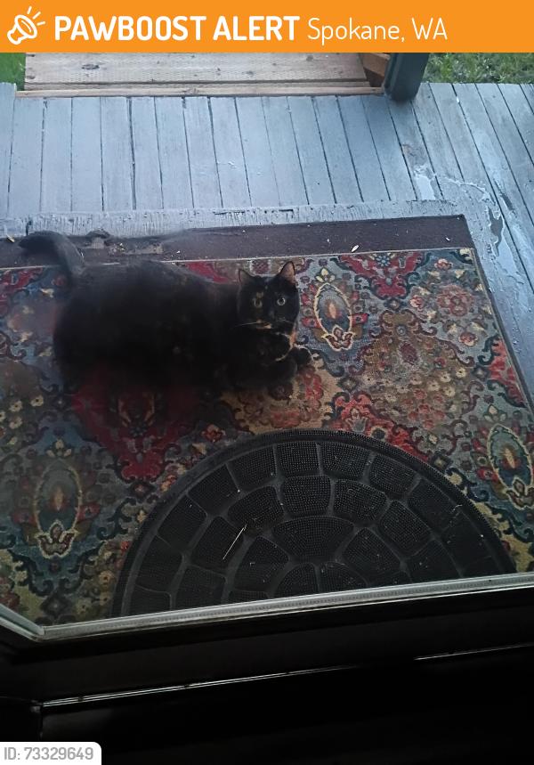 Found/Stray Unknown Cat last seen Off post street, Spokane, WA 99201