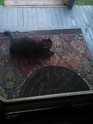 Found/Stray Unknown Cat last seen Off post street, Spokane, WA 99201