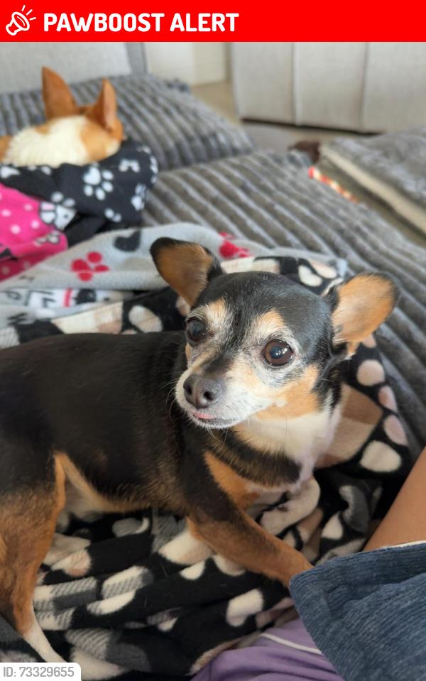 Lost Female Dog last seen By the neighborhood parkin Bahia Oak Bend, Fort Bend County, TX 77423