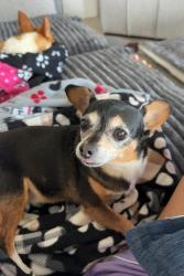 Lost Female Dog last seen By the neighborhood parkin Bahia Oak Bend, Fort Bend County, TX 77423