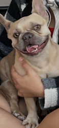 Found/Stray Female Dog last seen Golf Course, Antioch, CA 94531