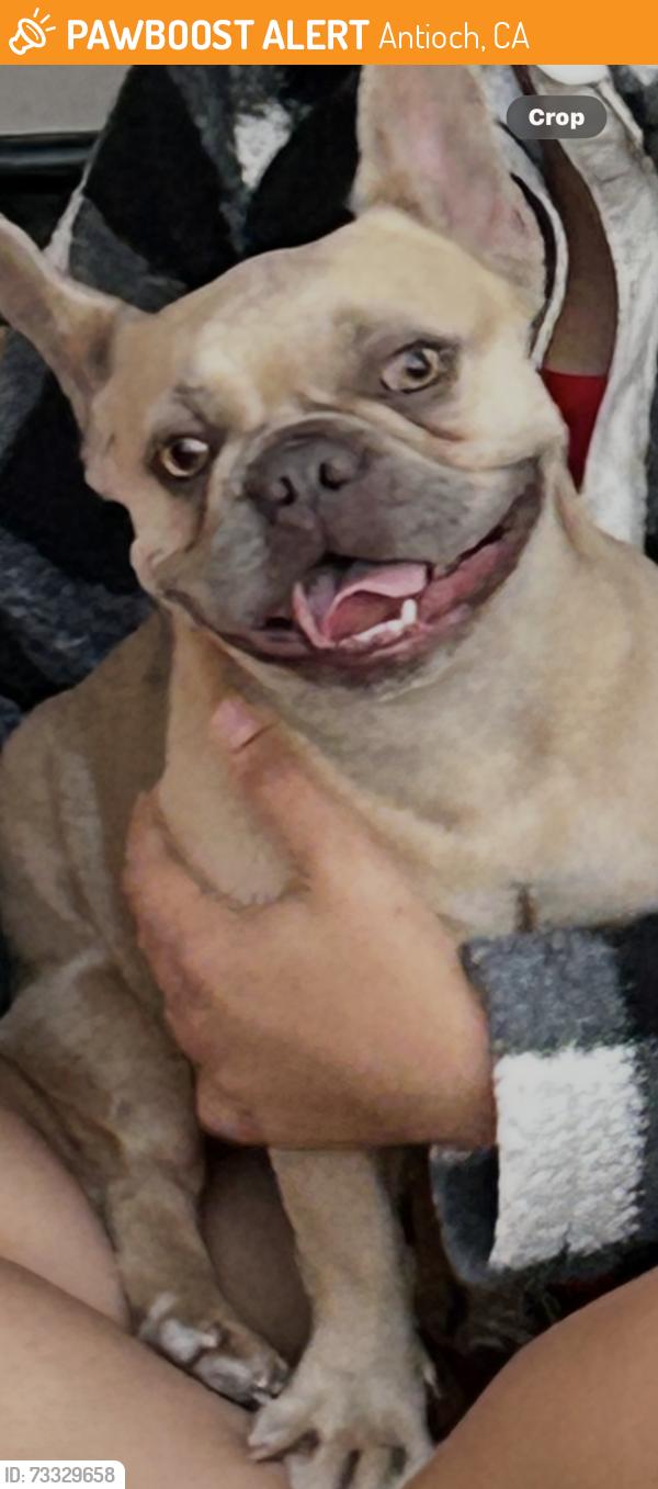 Found/Stray Female Dog last seen Golf Course, Antioch, CA 94531