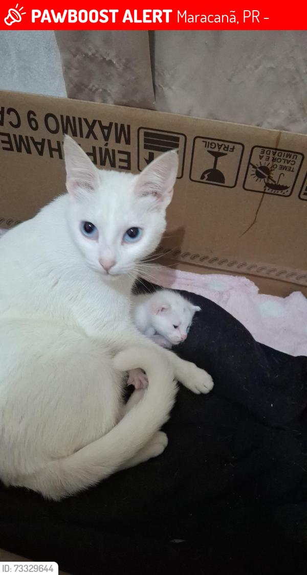 Lost Female Cat last seen Atraz da casol, Maracanã, PR 83408-010