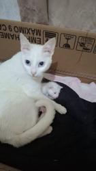 Lost Female Cat last seen Atraz da casol, Maracanã, PR 83408-010
