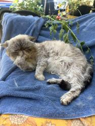 Reunited Female Cat last seen Near Ananias, and presumpscott rd, Portland, ME 04103