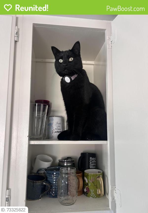 Reunited Female Cat last seen Near S, 800 E, Salt Lake City, UT 84106