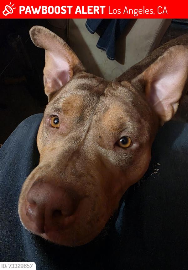 Lost Female Dog last seen desoto, Los Angeles, CA 91335