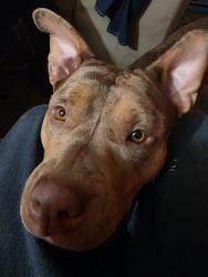 Lost Female Dog last seen desoto, Los Angeles, CA 91335