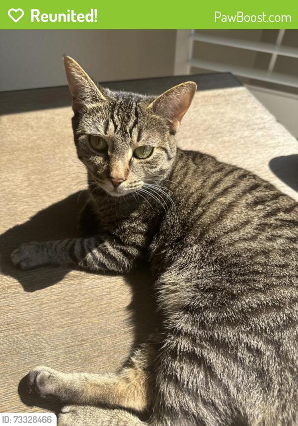 Reunited Female Cat last seen Roy Wall Blvd, Rockledge, FL 32955
