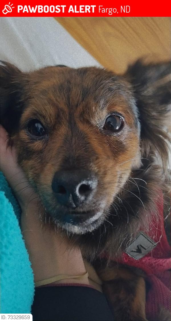 Lost Female Dog last seen Ywca, Fargo, ND 58103