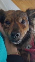 Lost Female Dog last seen Ywca, Fargo, ND 58103