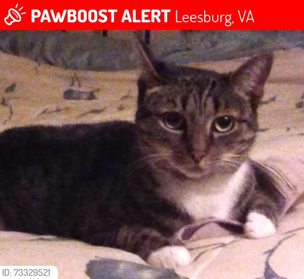 Lost Female Cat last seen Royal St SW & Wirt St SW, Leesburg, VA, Leesburg, VA 20175