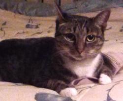 Lost Female Cat last seen Royal St SW & Wirt St SW, Leesburg, VA, Leesburg, VA 20175