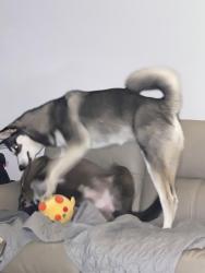 Reunited Female Dog last seen East Butcher Switch Rd, Lafayette, LA 70507