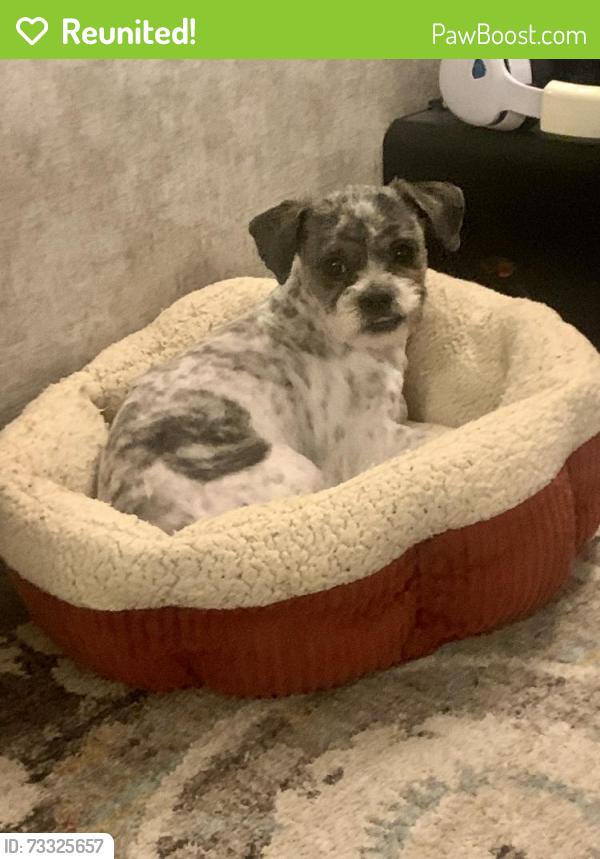 Reunited Male Dog last seen Crazy Horse, and Nyack Pass, San Antonio, TX 78260
