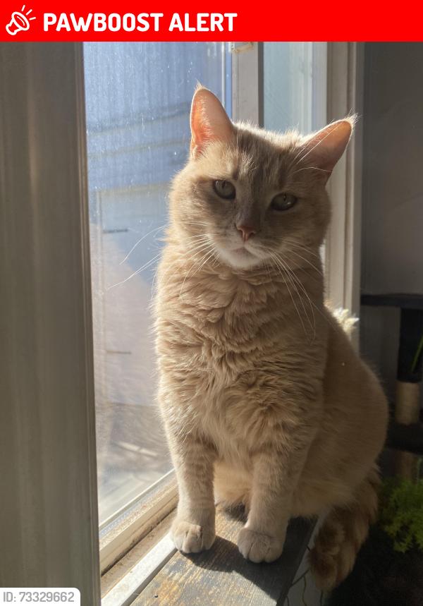 Lost Female Cat last seen Providence Line off of highway 7, Peterborough, ON K9J 0G6
