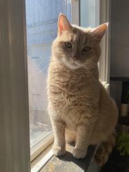 Lost Female Cat last seen Providence Line off of highway 7, Peterborough, ON K9J 0G6