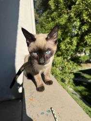 Reunited Female Cat last seen Payne and Eden, San Jose, CA 95117