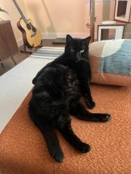 Reunited Male Cat last seen Near Churchill Rd, Lyndhurst, OH 44124, USA, Lyndhurst, OH 44124