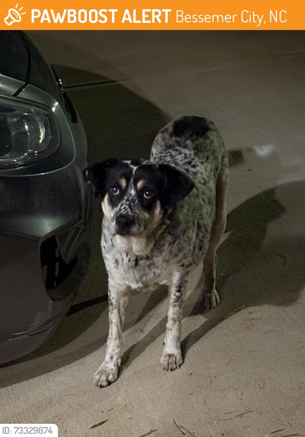 Found/Stray Unknown Dog last seen n Gould ave, Bessemer City, NC 28016