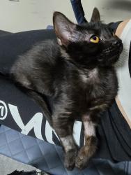 Lost Male Cat last seen Near dullea drive, Lafayette, LA 70506