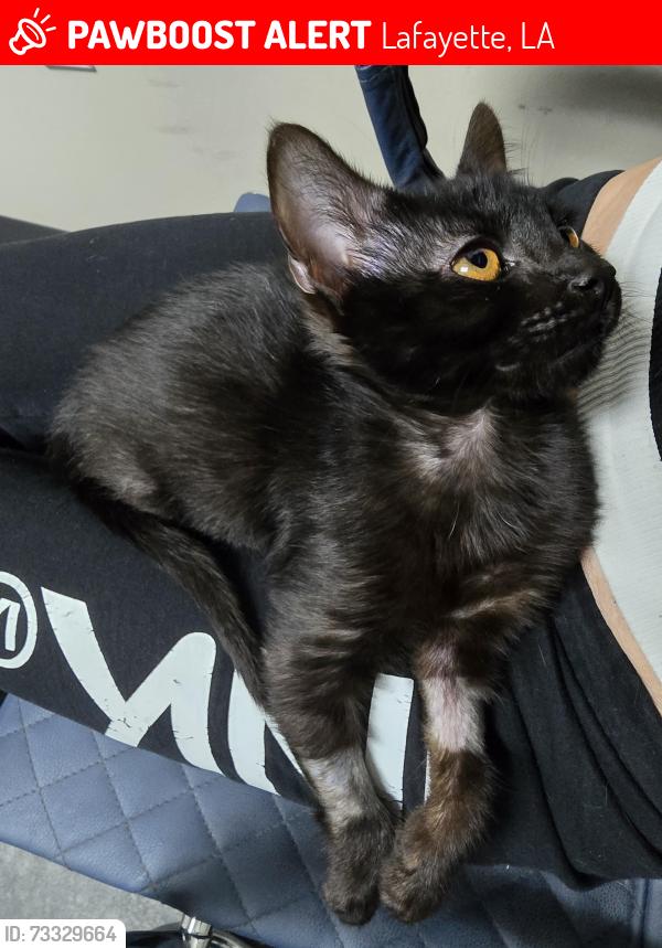 Lost Male Cat last seen Near dullea drive, Lafayette, LA 70506