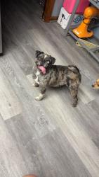 Reunited Female Dog last seen Near st.lucie county fairgrounds, Fort Pierce, FL 34987