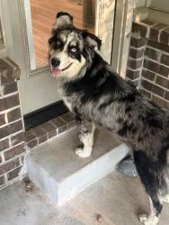 Found/Stray Female Dog last seen Frazier meadows jenks, Jenks, OK 74037