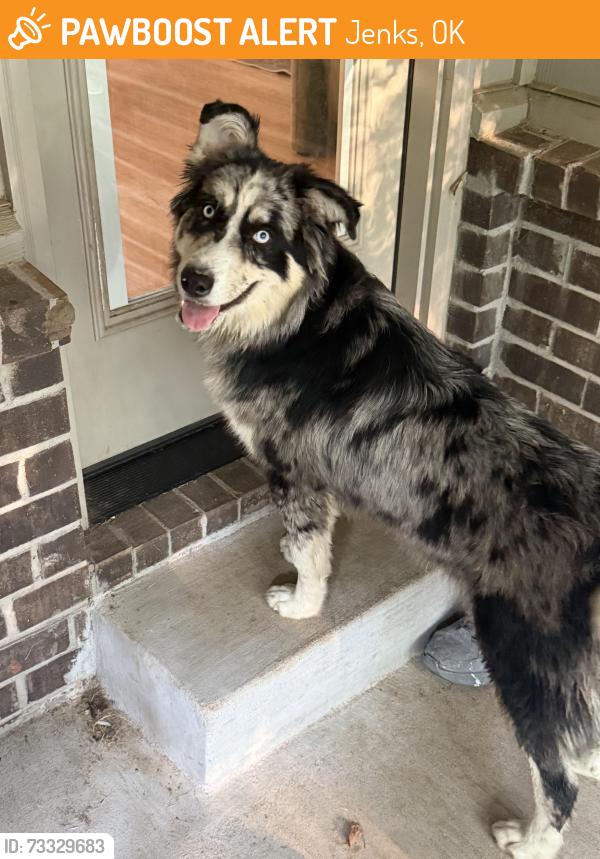 Found/Stray Female Dog last seen Frazier meadows jenks, Jenks, OK 74037