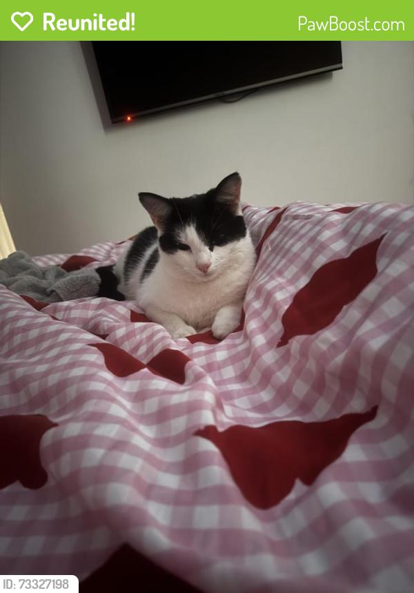 Reunited Female Cat last seen Simpson Grove, Worsley, Worsley, England M28 1LY