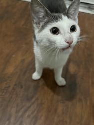 Found/Stray Unknown Cat last seen 17th and Master St, Philadelphia, PA 19121