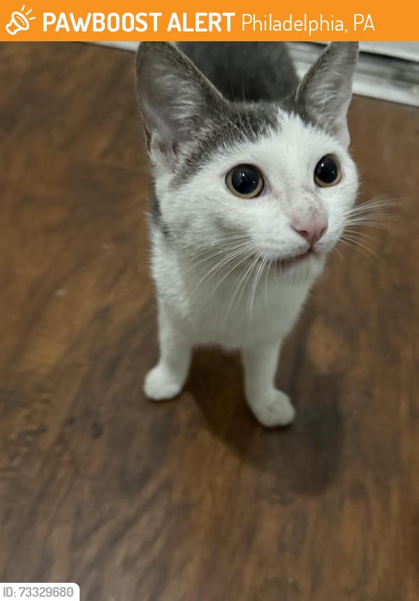 Found/Stray Unknown Cat last seen 17th and Master St, Philadelphia, PA 19121