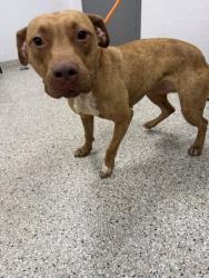 Shelter Stray Female Dog last seen Crowders creek rd, County/Unicorporated, NC, 1491 Business Park Ct, Gastonia, NC 28052, USA