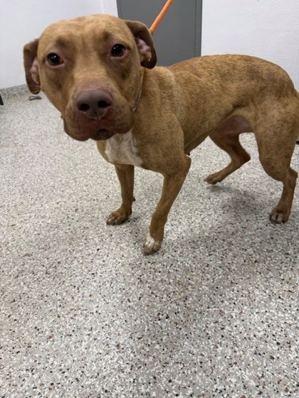 Shelter Stray Female Dog last seen Crowders creek rd, County/Unicorporated, NC, 1491 Business Park Ct, Gastonia, NC 28052, USA