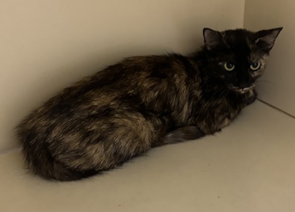 Shelter Stray Female Cat last seen Near Taffeta Ct, 30058, GA, 3280 Chamblee Dunwoody Rd, Chamblee, GA 30341, USA