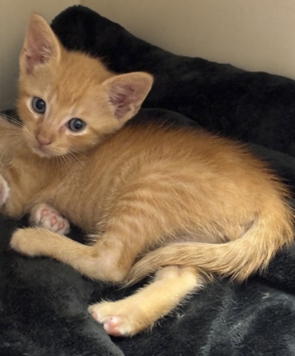 Shelter Stray Male Cat last seen Near Taffeta Ct, 30058, GA, 3280 Chamblee Dunwoody Rd, Chamblee, GA 30341, USA