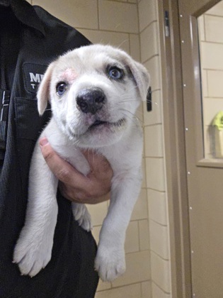 Shelter Stray Female Dog last seen Near Clay Mathis Rd, 75181, TX, 1650 Gross Rd, Mesquite, TX 75149, USA