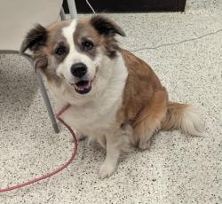 Shelter Stray Female Dog last seen Riverside Road and Taimen Drive, Roswell, GA, 1251 Fulton Industrial Blvd NW, Atlanta, GA 30336, USA