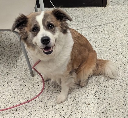 Shelter Stray Female Dog last seen Riverside Road and Taimen Drive, Roswell, GA, 1251 Fulton Industrial Blvd NW, Atlanta, GA 30336, USA