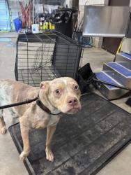 Shelter Stray Female Dog last seen Near Hembree Forest Circle, Roswell,, 1251 Fulton Industrial Blvd NW, Atlanta, GA 30336, USA