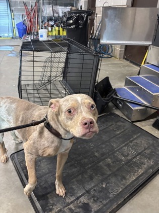 Shelter Stray Female Dog last seen Near Hembree Forest Circle, Roswell,, 1251 Fulton Industrial Blvd NW, Atlanta, GA 30336, USA