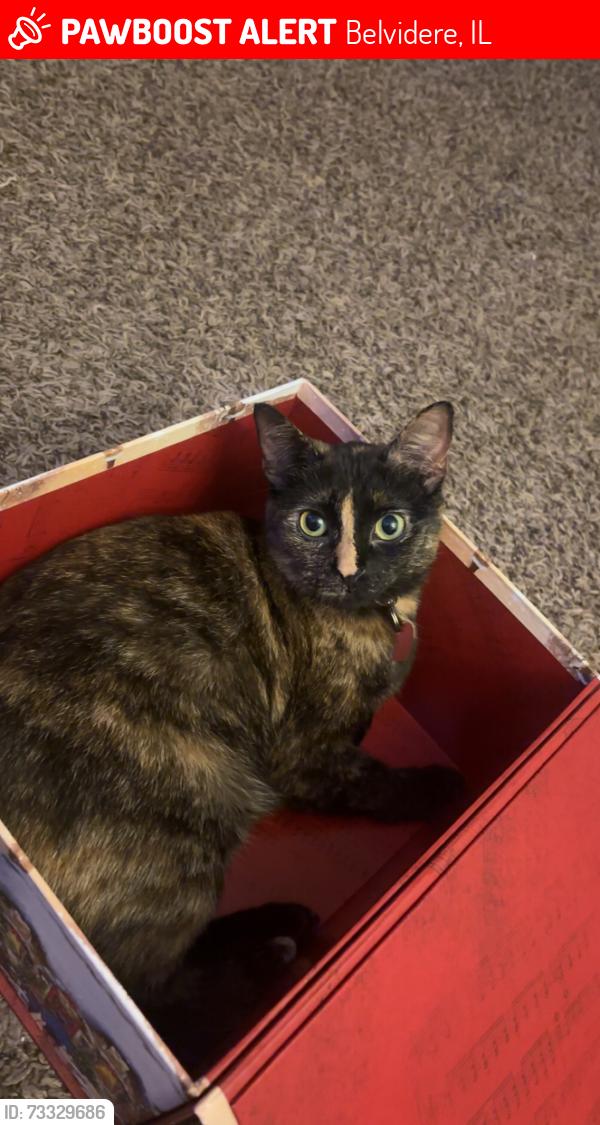 Lost Female Cat last seen Tom and Jerry’s, Belvidere, IL 61008