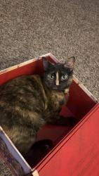 Lost Female Cat last seen Tom and Jerry’s, Belvidere, IL 61008