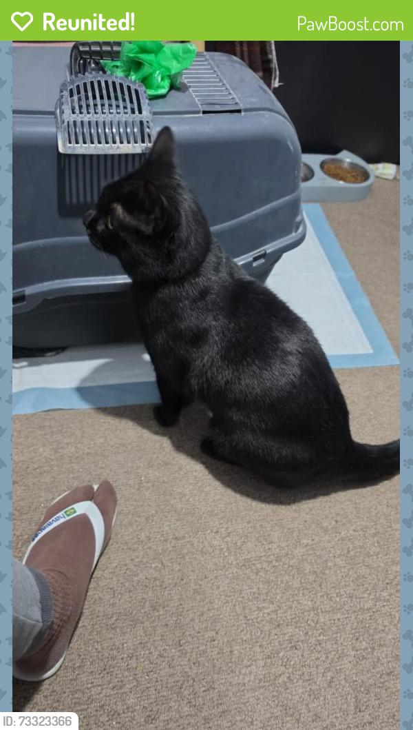 Reunited Unknown Cat last seen Near Windmill Road Edmonton, Greater London, England N18 1PA