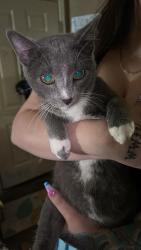 Reunited Male Cat last seen Near N 5th street, Cabot, AR 72023