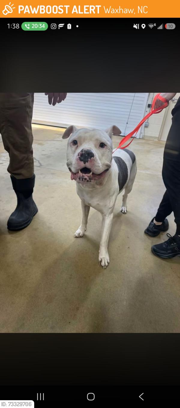 Found/Stray Male Dog last seen waxhaw, Waxhaw, NC 28173