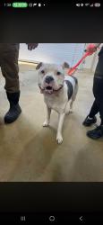 Found/Stray Male Dog last seen waxhaw, Waxhaw, NC 28173